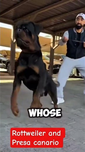 this two dogs has different breeds & different behavior off course they fight.#shorts #youtubeshorts