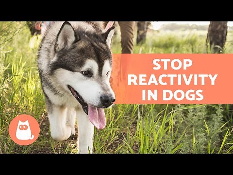 How to Train My DOG to IGNORE other DOGS 🐶 (4 Tips)