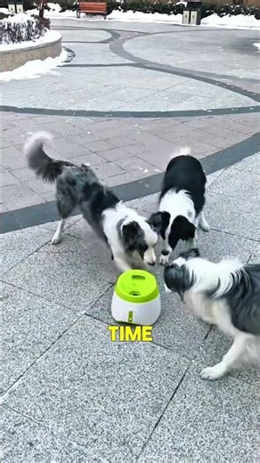 Three Dogs vs Ball Launcher – The Final Catch Will Shock You 🐶🎾#shorts