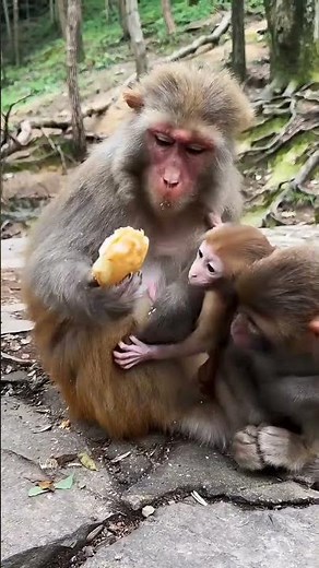 Monkey Mom Refuses To Feed Her Hungry Baby? The Reason Will Make You Cry 😭🐒