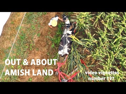 OUT and ABOUT in AMISH COUNTRY...Video Vignettes No. 137