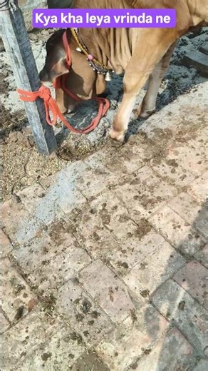 #nandi #bull #vrinda#viral #trending