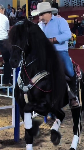 Frison: Caballos Bailadores en México