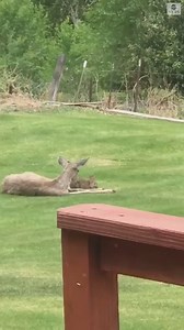 389K views · 11K reactions | LIVE ACTION BAMBI: A Washington resident caught a deer and rabbit sharing a tender moment in her mother's garden, reminding her of a real-life Bambi and Thumper. | ABC 13 - WSET | Facebook