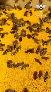 23K views · 155 reactions | Beekeepers are always looking for a headstart and when it comes to open-feeding your bees with pollen or other protein powders keep in mind to check the weather forecast For full videos, check these channels: @OpreaDumitru76 - YouTube @hkaricilik - YouTube @ninadedulce1559 - YouTube | OneQueen.ro | Facebook