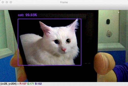 猫狗识别 猫狗识别 python tensorflow pytorch