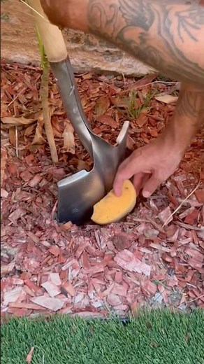 Thirsty Plants? The Simple Sponge Hack to Keep Your Greens Hydrated Longer