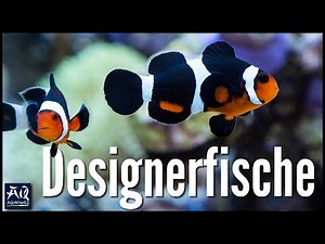 So hältst du Clownfische im Aquarium | AquaOwner