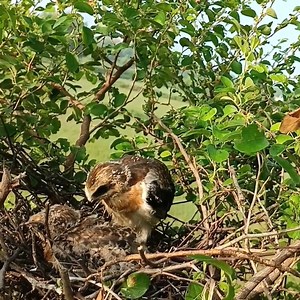 54K views · 1.2K reactions | Eagle Nest Drama: Babies Fight for Food" | Review All Birds | Facebook