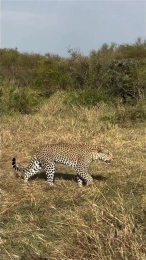 A leopard’s spots are actually called rosettes