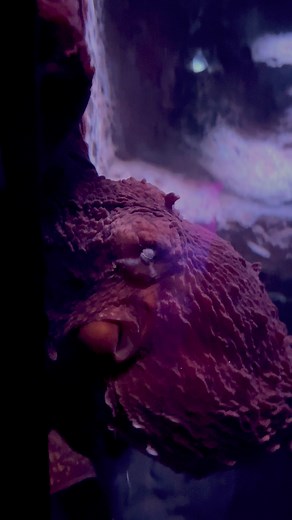 6.9K views · 112 reactions | What animal has blood that matches it's environment? The giant Pacific octopus! A copper-rich protein called hemocyanin gives octopus blood a blue color and helps transport oxygen more efficiently. This is a unique adaptation for their deep-ocean habitats. | The Florida Aquarium | Facebook