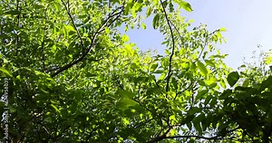 green walnut foliage in the spring season after flowering, the first beautiful and clean walnut foliage in sunny weather
