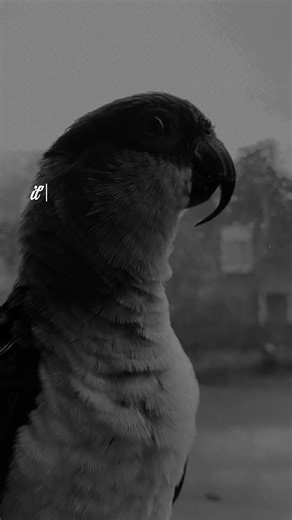 ❤️ #bird #birdsoftiktok #birdtok #parrot #fyp