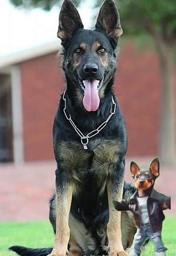 Best Guard Dogs: Why the German Shepherd is the Ultimate Protector 🐕💪