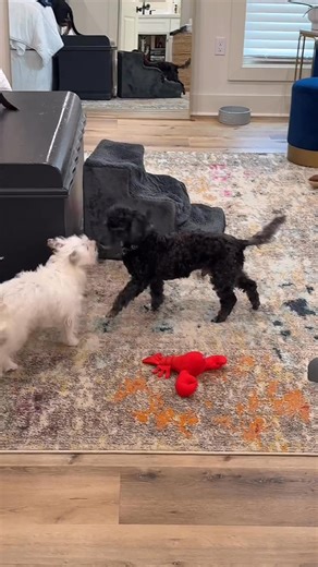 🐾 Tate! 🐾 This adorable little poodle mix is ready to melt your heart! Tate is 4-5 years old, weighs about 15 pounds, is a sweet, gentle boy, and has the most loving lap-dog personality you could ever ask for. 💛 Tate came to us as a stray from a local shelter, and now he’s soaking up love in his foster home while he waits for the perfect family to find him. He’s laid-back, gets along wonderfully with other dogs, and is just an all-around easy, affectionate companion. If you’d like to apply to