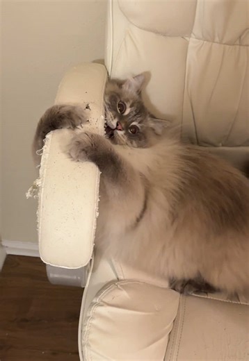 Siberian Cat's 3-Second Ice Cream Truck Shift