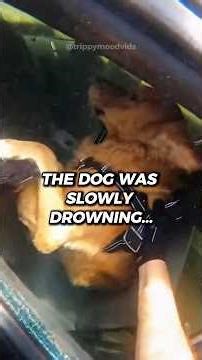 I SAVED this kid’s dog 💔 #shorts