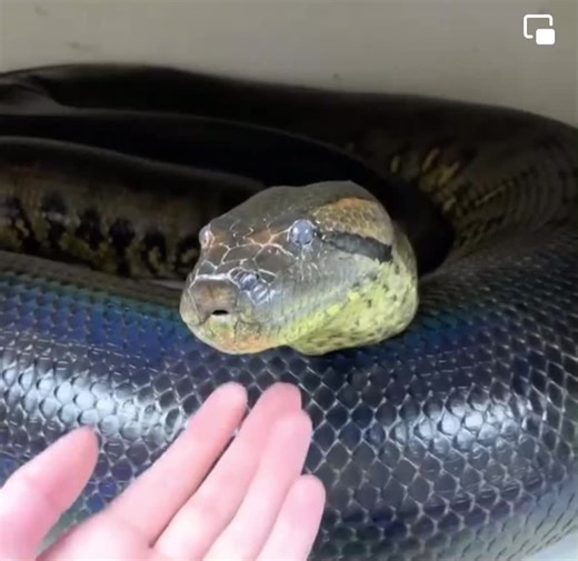Majestic Green Anaconda: The Giant of the Snake World