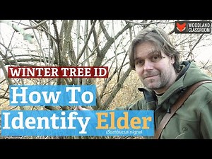 Winter Tree ID: Identify Elder in Winter