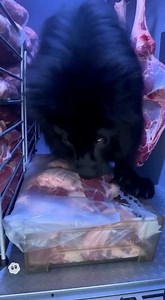 190K views · 5.1K reactions | A bank truck full of raw meat #BlackLion #banktruck #Bank | Larzarus Crosby | Facebook
