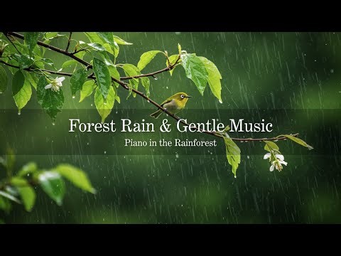 Forest Rain & Gentle Music 🍃 Meditation Music with Water Sounds to Relax, Clear the Mind & Sleep