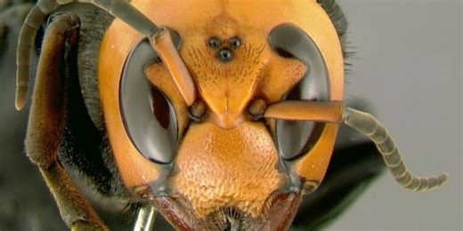 Captured on video: Bees pipe out alarms to warn of “murder hornet” attacks
