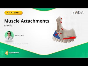 Maxilla Bone | Muscle Attachments | Location and Function Anatomy Lecture for Medical Students