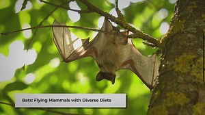 Do Bats Eat Spiders? - An Informative Insight