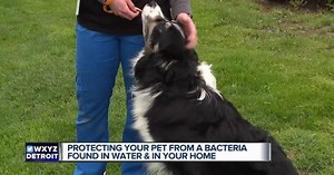 Deadly bacteria putting pets, owners at risk