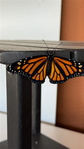 63 reactions | Watch as the monarch butterfly emerges from its cocoon! Being a farm with many pollinator friendly plants all around we love seeing our orange and black fluttering friends take off each late summer.  #timelapse #monarchbutterfly #monarch | Blooms And Berries Farm Market | Facebook