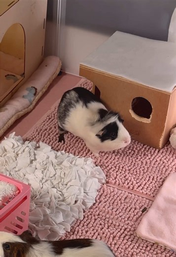 Oreo and Brownie: Adorable Popcorning Guinea Pigs