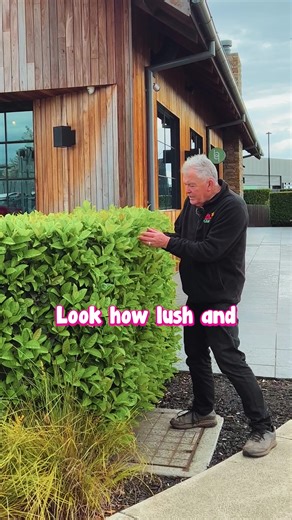 Got a spot that is half shade half sun? Plant Sweet Viburnum! Get yours here: https://www.thetutuguru.com.au/shop/odoratissimum-sweet-viburnum/ #HelloHelloPlants #Nursery #Melbourne #Australia #ShopOnline #SweetViburnum