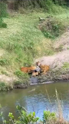 635 reactions · 5 comments | Mafunzo ya simba kwa wanae Miezi 1had 3...