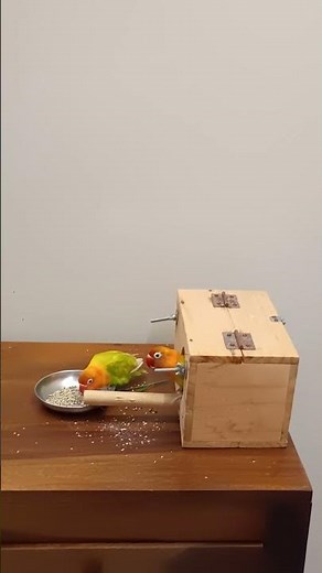 🌿🐦 When love is free in open! #lovebird