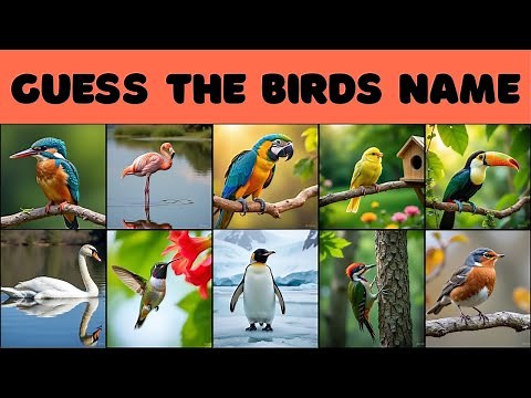 Guess the Bird Quiz | Bird Quiz for Kids | Learn Birds Names | Quiz for Toddlers | Kids Quiz | Quiz