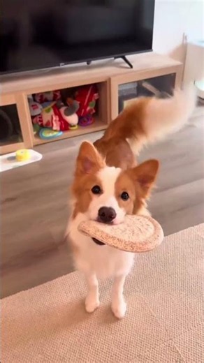 Hilarious Dog Tail Compilation! 🐶🤦