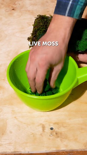 From Seeds to Blooms 🌻 | Tips Every Green Thumb Should Know | 5-Minute Crafts House