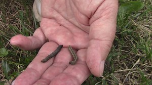 Armyworms invading Central Ohio: what you need to know
