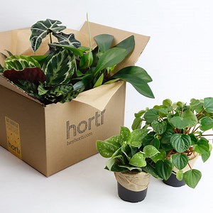 Horti, An Indoor Plant Subscription Service With Instructions to Help Newbies Develop a Green Thumb