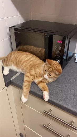 tomi the tabby 🦁 (@alienbiscuit)’s videos with Y R PPL USING THIS - alayah