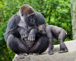 Gorillas at Atlanta zoo learn to make new sound to capture zookeepers' attention — it's called a "snough"