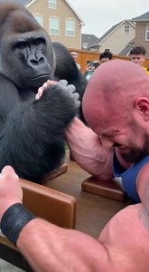 🔥🔥🔥 CLASH OF THE TITANS 🔥🔥🔥 The Scene: A Legendary ShowdownToday at the zoo might go down as one of the WILDEST real life showdowns anyone has ever witnessed. A massive crowd gathered when a strongman built like a tank, chest pumped, arms swole walked right up to the gorilla exhibit and FLEXED with everything he had.What happened next? The entire crowd LOST THEIR MINDS.🦍 The Reaction: Gorilla Flexes Back!The giant silverback locked eyes with him… stood tall… rolled his shoulders… and FLEX