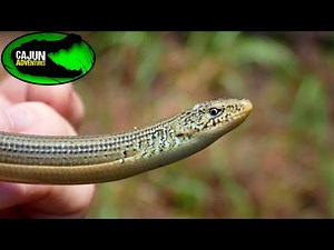 Closer Look at Legless Lizards!
