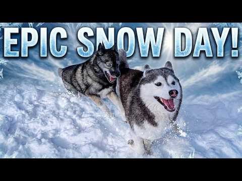 Epic Snow Day Fun With Our Dogs!