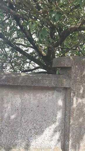 Earlier today i was in Kilkenny City and Bruce Springsteen fans will love this. | Irish Walking