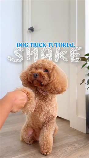Oliver & Winky | Cavoodles | Cavapoo on Instagram: "★ Dog Trick tutorial – Shake ★ We’ve done a combined paw and high five version of this tutorial when Winks was only a few weeks old (you can still find that tutorial in our highlights!). But loads of you requested a dedicated “handshake” video, so here it is! It’s one of the easiest tricks to teach your pup and a great foundation for many other tricks. Enjoy! Before you start: ☞ Grab some treats your pup loves – we use dehydrated chicken breast
