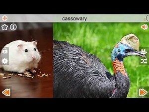 Learn Animals Sounds For Kids (150+ Amazing Animals) 아이들을위한 동물의 소리
