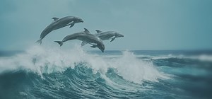 Echo Fine Properties