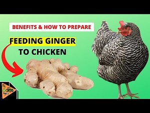 FEEDING GINGER to CHICKENS (Benefits & How to Prepare) Chicken Growth booster and Medicinal values.