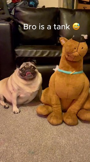 It’s Mable the Chunky Pug !! •⁣⁣⁣⁣⁣⁣⁣⁣⁣⁣⁣⁣⁣⁣⁣⁣⁣⁣⁣⁣⁣⁣⁣⁣⁣⁣⁣⁣⁣⁣⁣⁣⁣⁣⁣⁣⁣⁣⁣⁣⁣⁣ 🎥 mabletheangel #pug | Pug Lovers